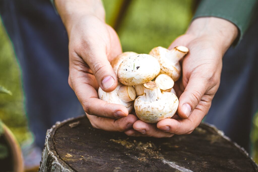 Mushrooms - Psychedelic Integration Coaching | The Conscious Crew